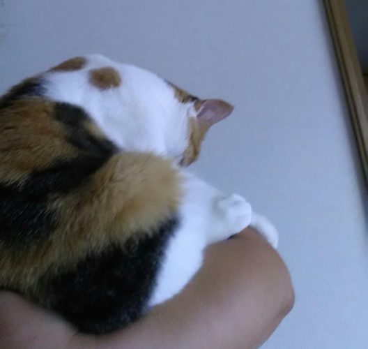 26日のチッチとこぶち♪