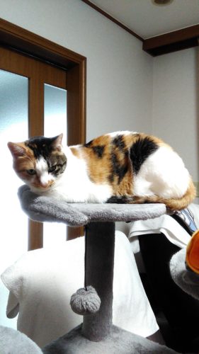 3日のチッチとこぶち♪