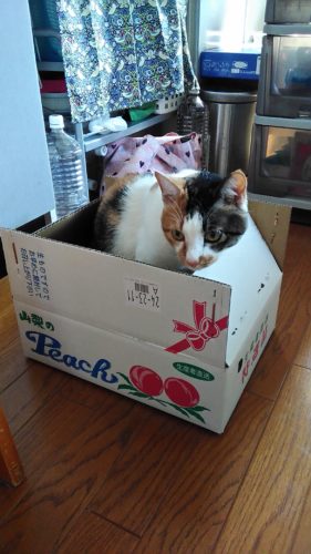 5日のチッチとこぶち♪