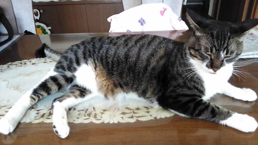 7日のチッチとこぶち♪