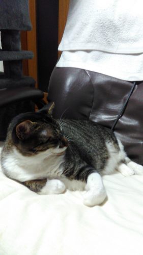 12日のチッチとこぶち（1歳9ヶ月）♪