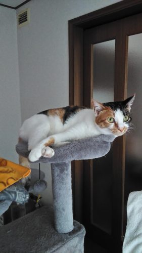 14日のチッチとこぶち♪