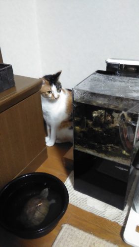 15日のチッチとこぶち♪