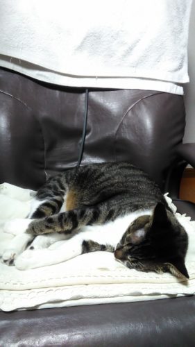 19日のチッチとこぶち♪