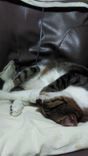 21日のチッチとこぶち♪