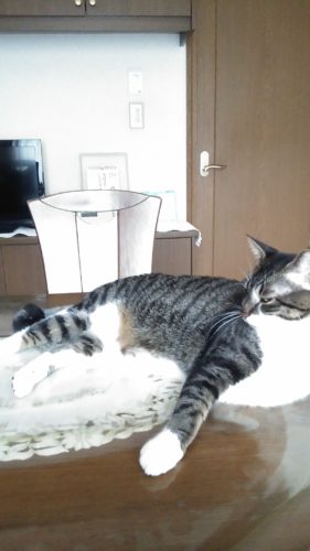 31日のチッチとこぶち♪