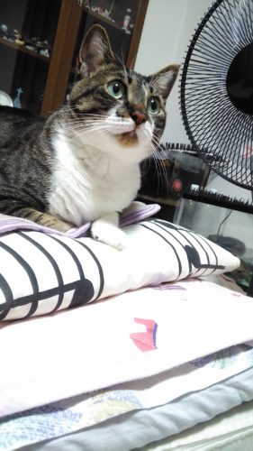 3日のチッチとこぶち♪