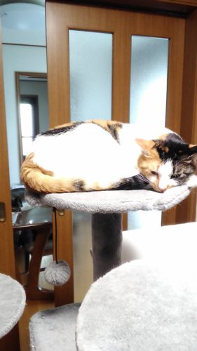 5日のチッチとこぶち♪