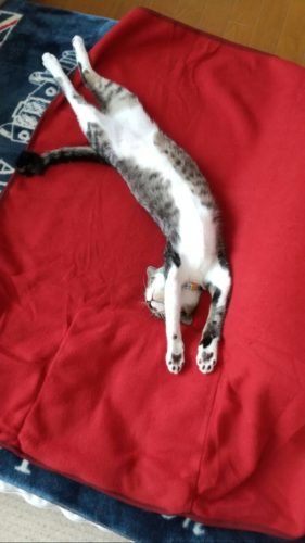 チッチのおもしろ写真♪